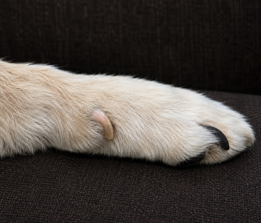 How to Trim Your Dog's Dewclaws (And Why Most People Miss Them)