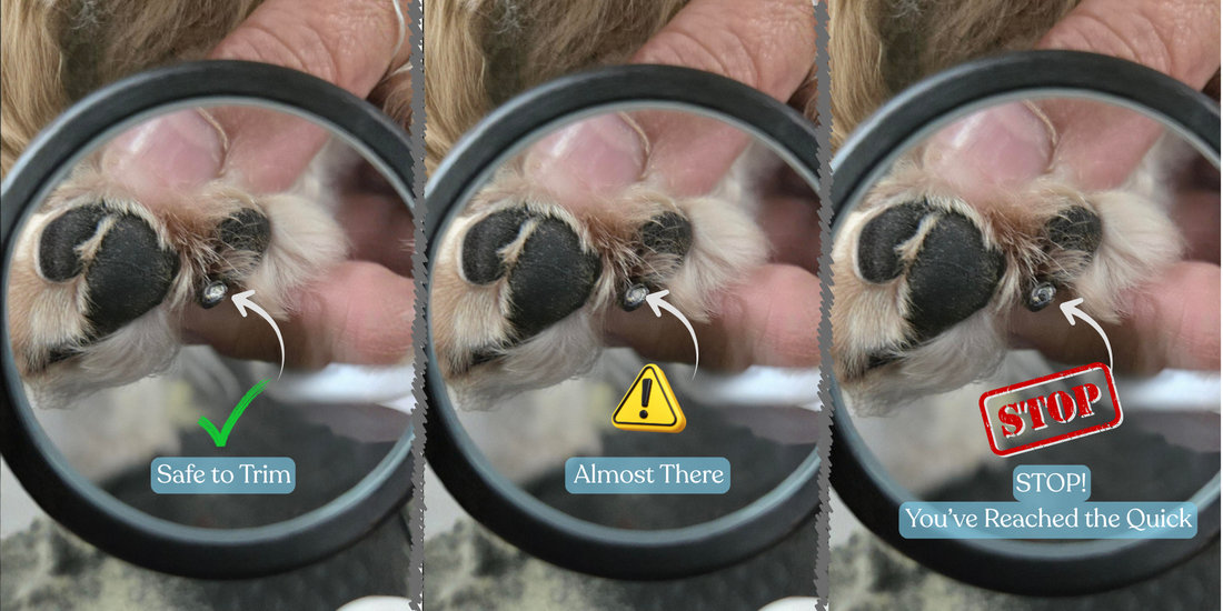 How to Trim Black Dog Nails Without the Guesswork (Even If You've Never Done It Before)