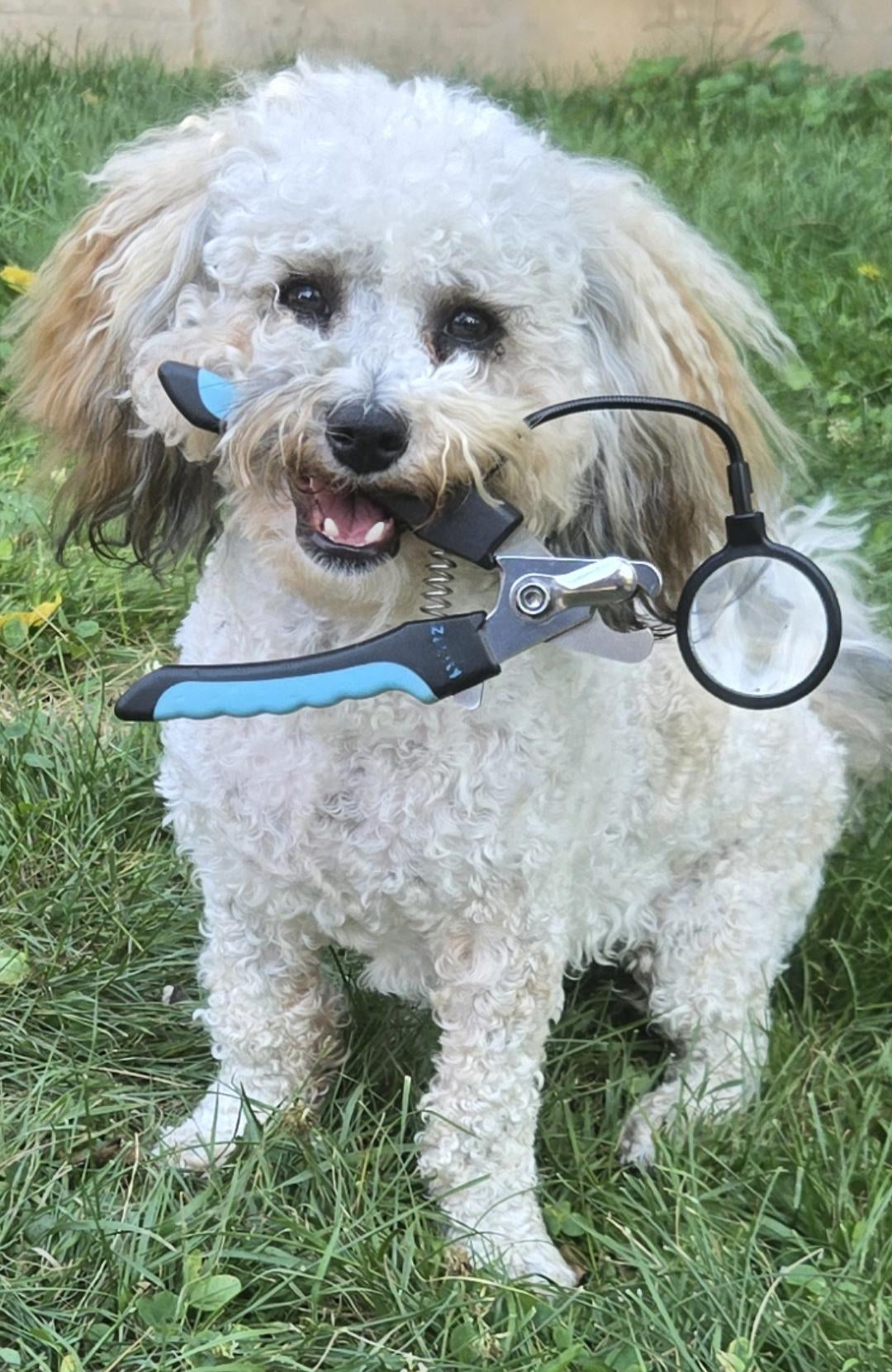 Small white dog holding the Zakity dog nail clipper with adjustable magnifying glass, showing the tool used for safe nail trimming visibility