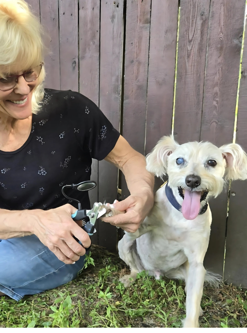 Woman gently handling a small dog's paw to desensitize before nail trimming