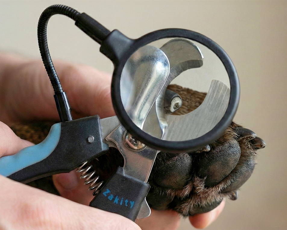 Close-up through the 3x magnifier showing the quick inside a dog's nail